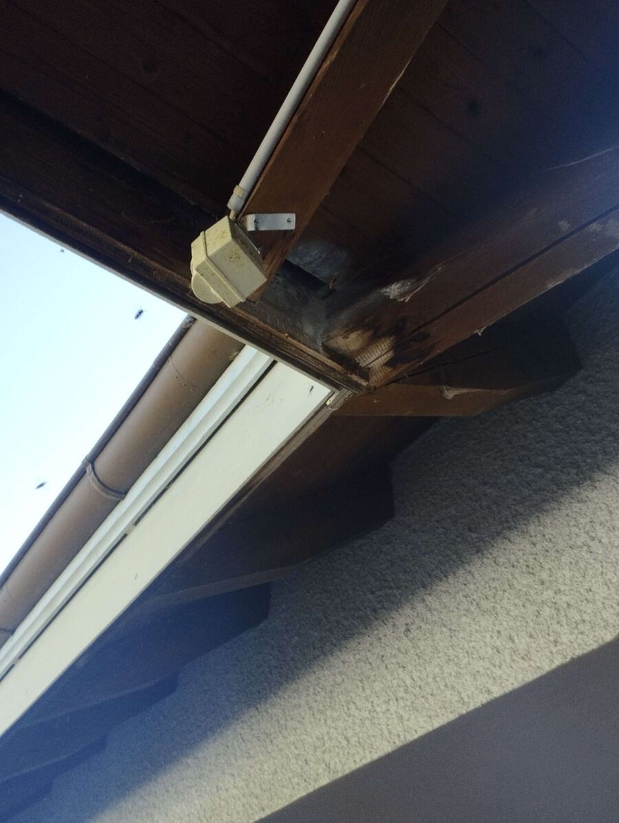 Relocate bees & remove bee nest