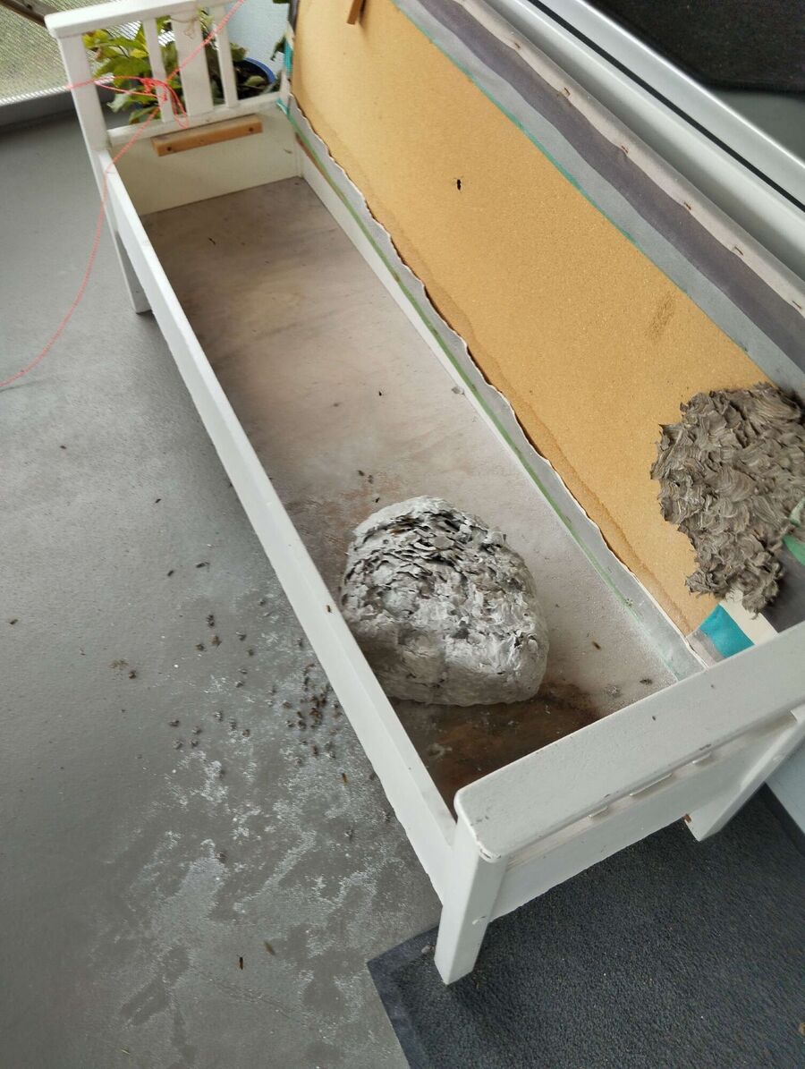 Relocate bees & remove bee nest