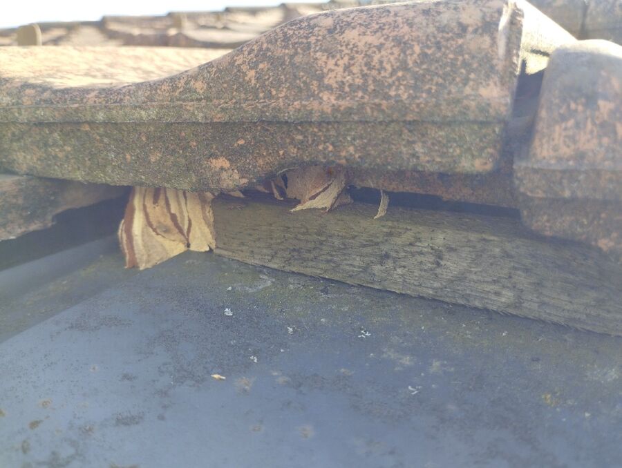 Bee nest at the house remove