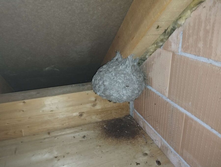 Bee nest at the house remove