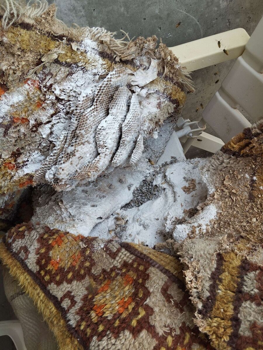 Relocate bees & remove bee nest