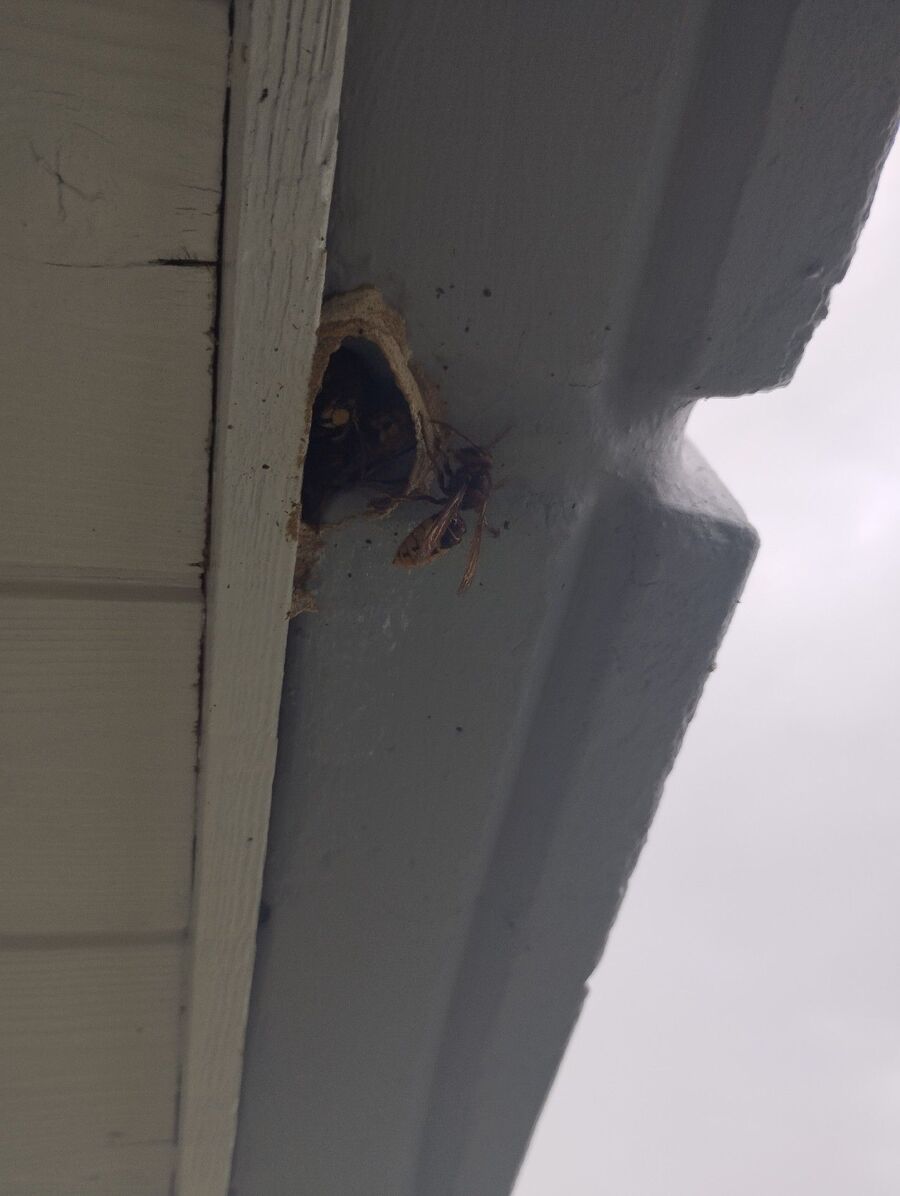 Bee nest at the house remove