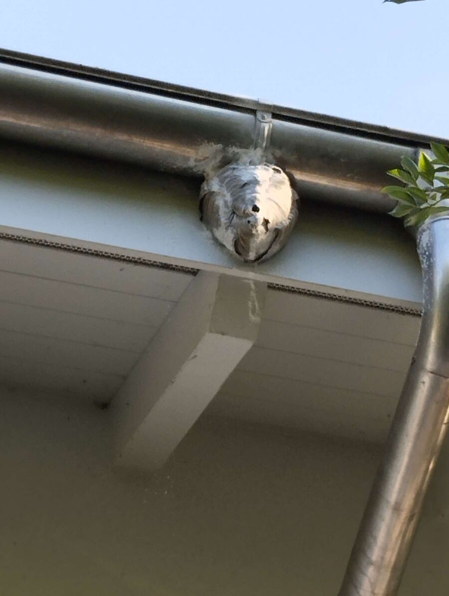 Relocate bees & remove bee nest