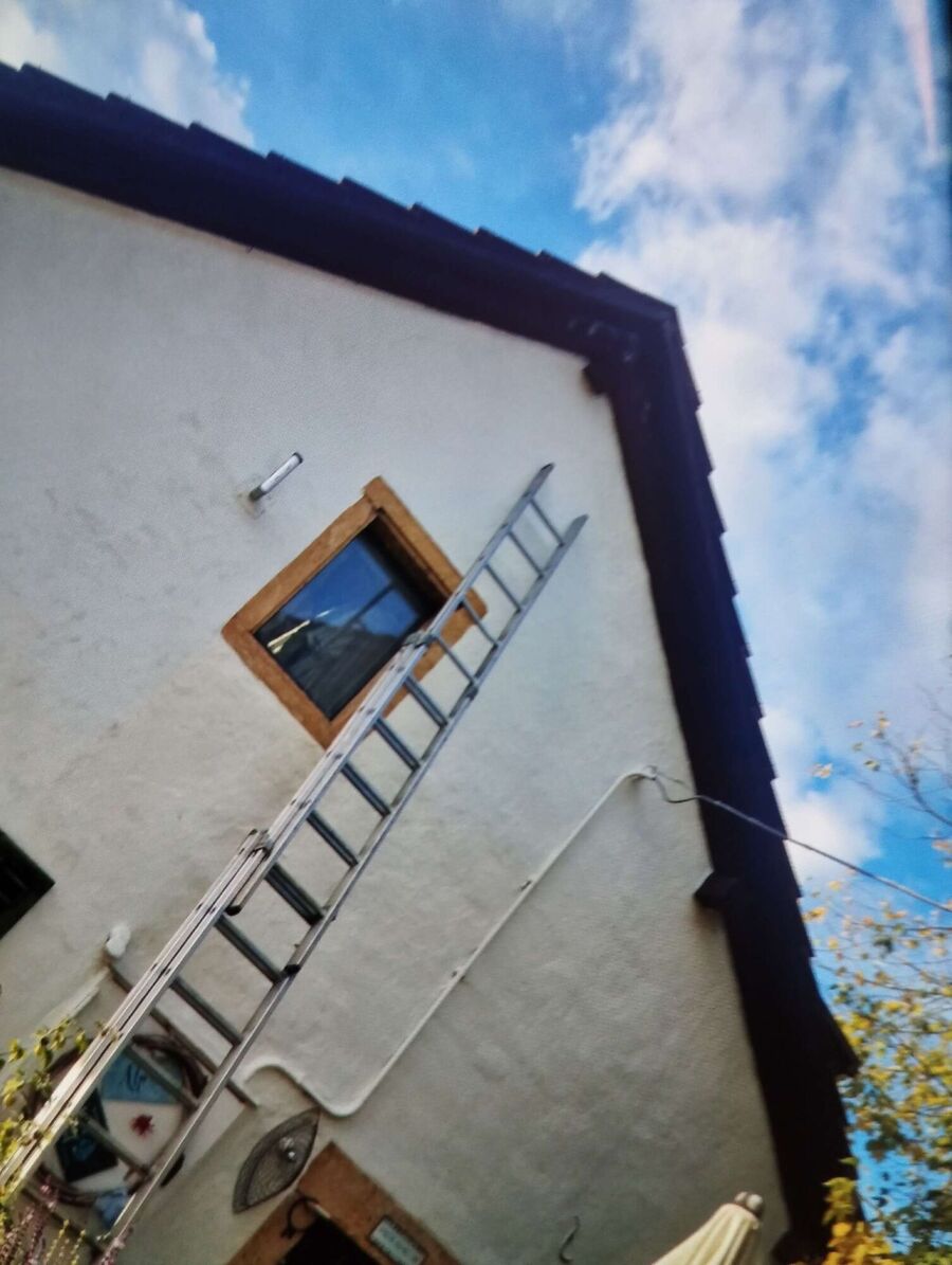 Relocate bees & remove bee nest