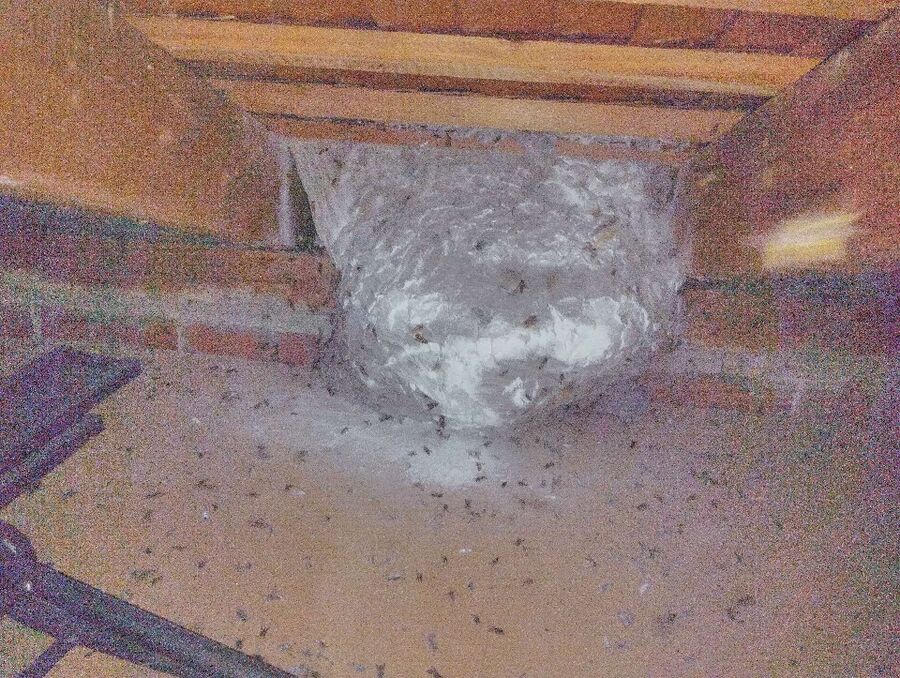 Remove bee nest