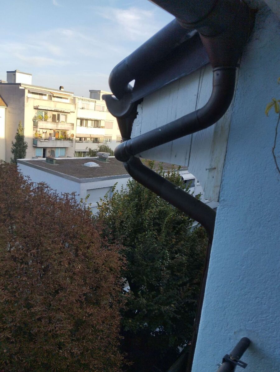 Relocate bees & remove bee nest