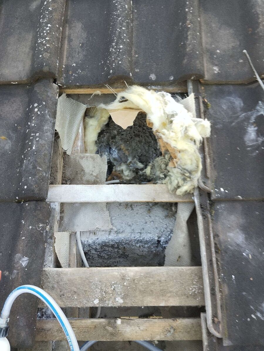 Relocate bees & remove bee nest