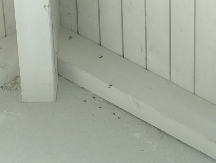 Bee nest at the house remove