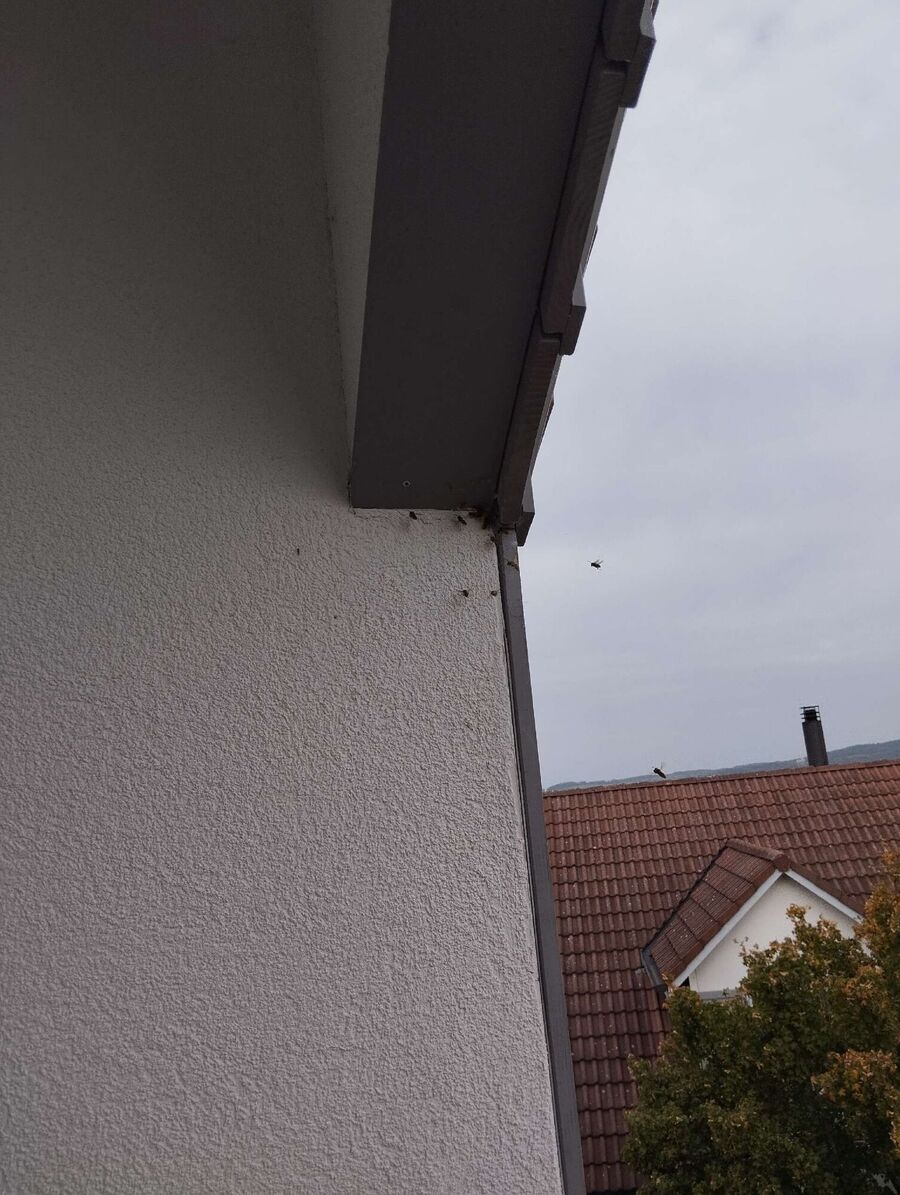 Bee nest at the house remove