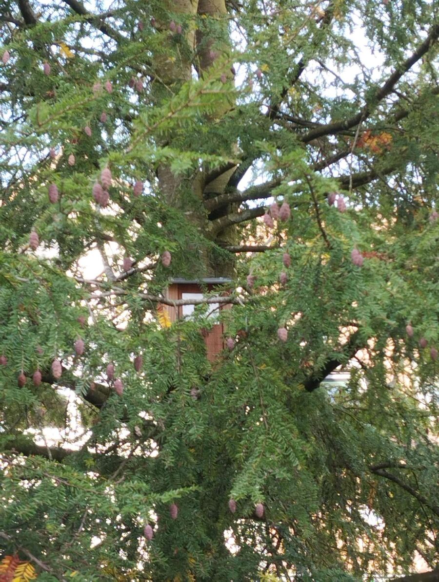 Bee nest at the house remove