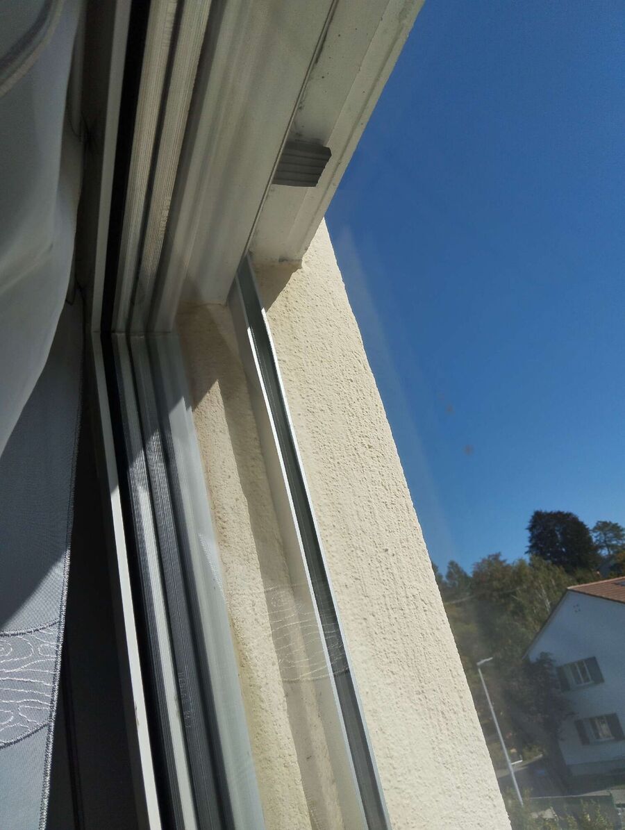 Relocate bees & remove bee nest