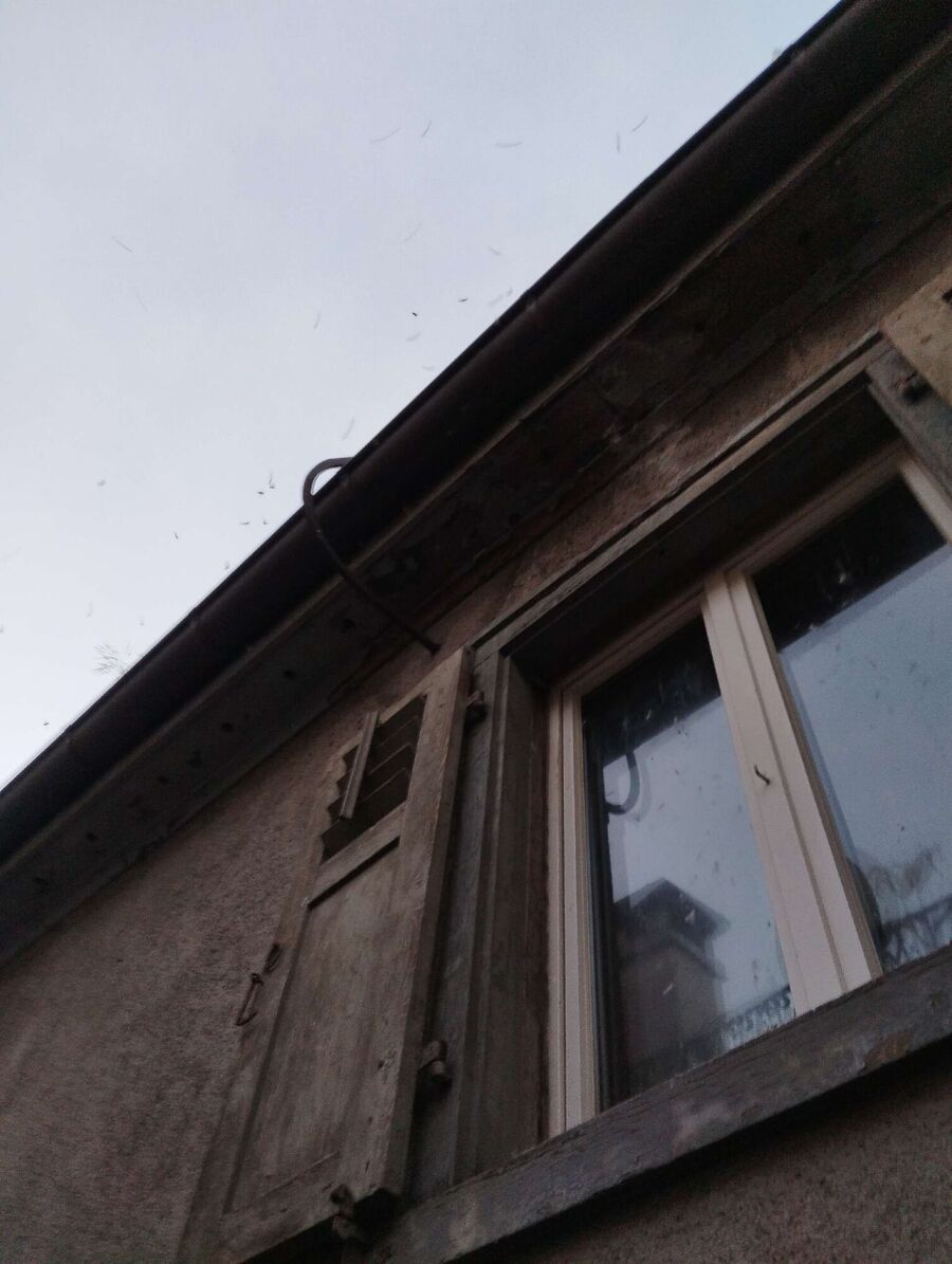 Bee nest at the house remove