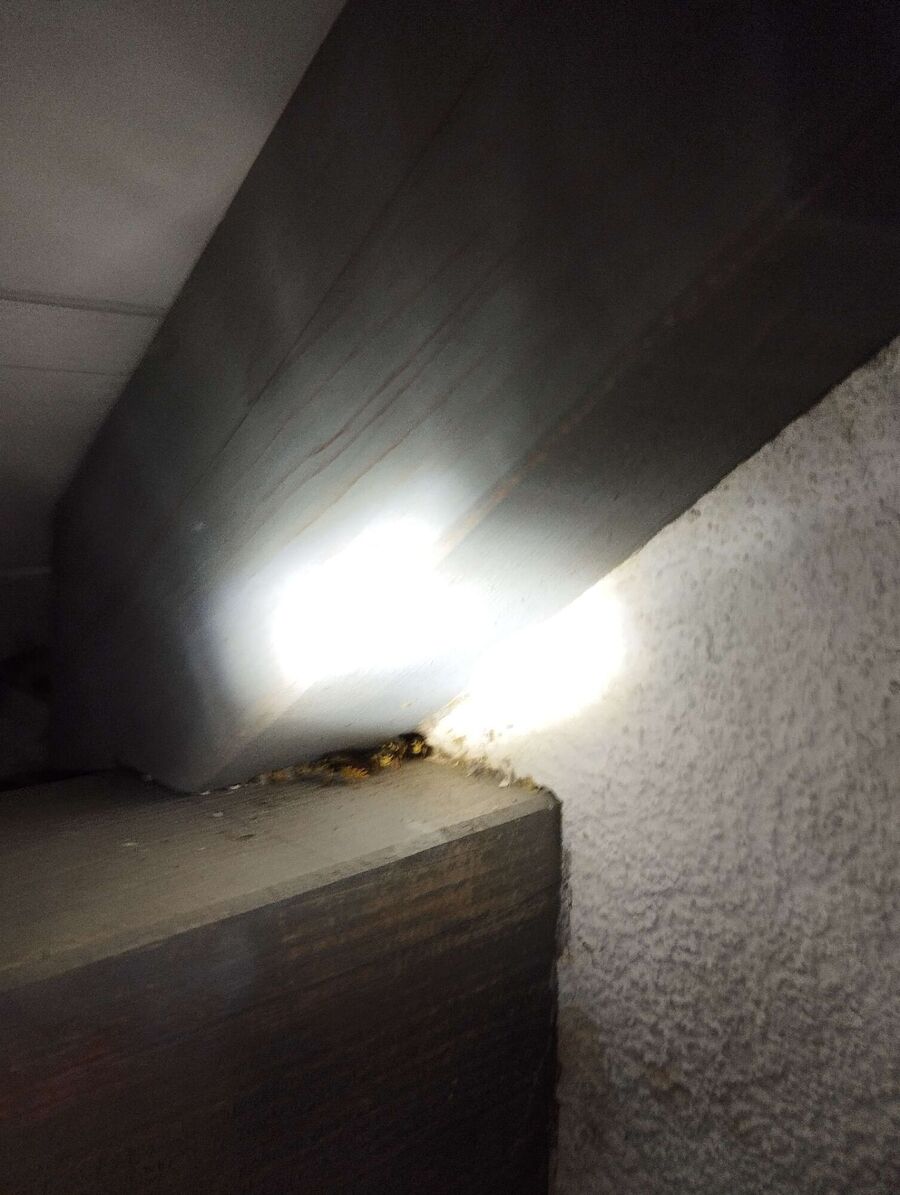 Bee nest at the house remove