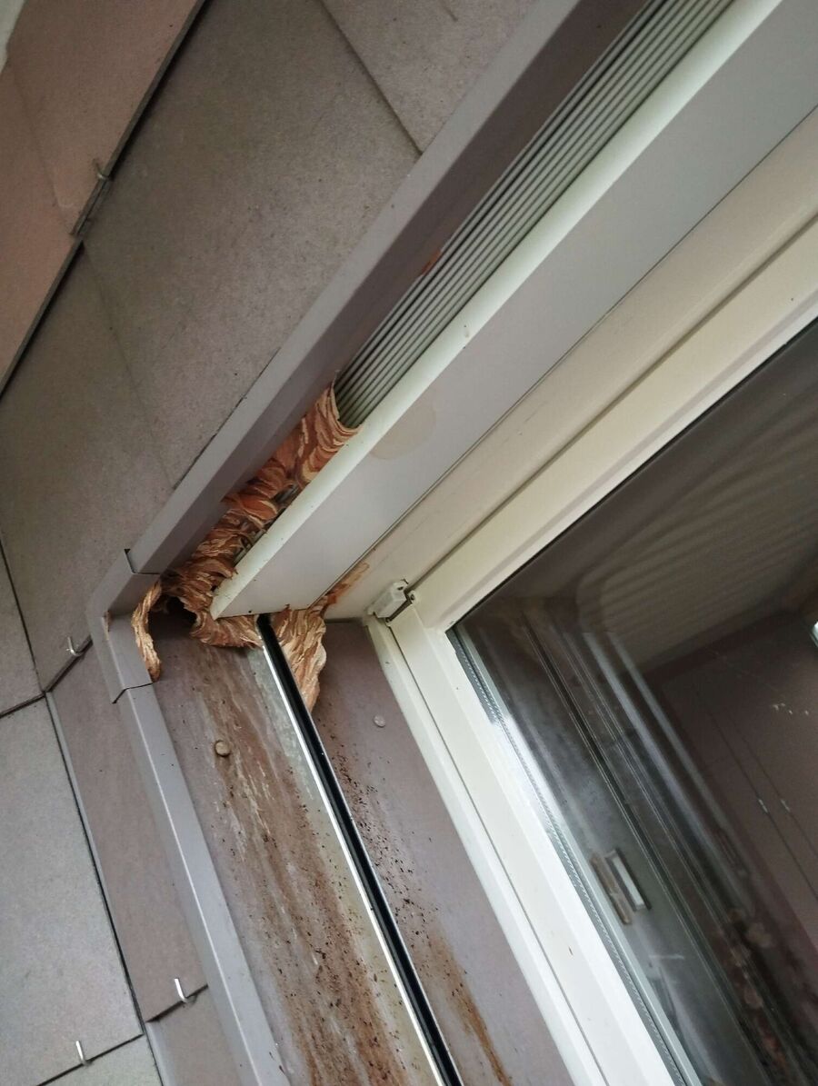 Bee nest at the house remove