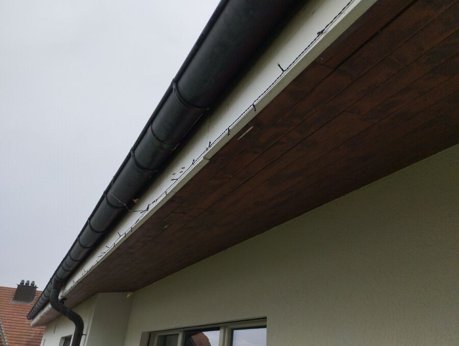 Relocate bees & remove bee nest