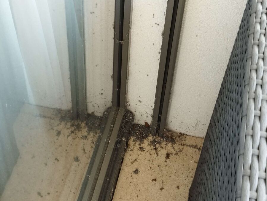 Bee nest at the house remove