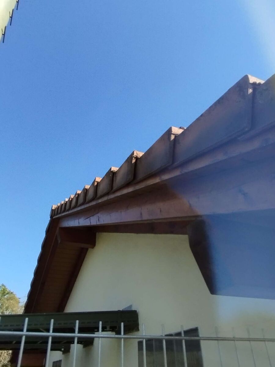 Relocate bees & remove bee nest