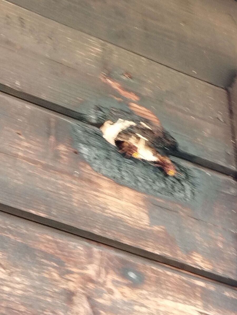 Bee nest at the house remove