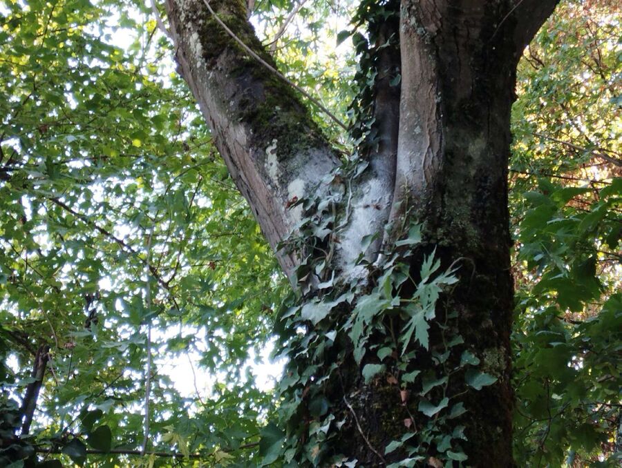 Bee nest at the house remove