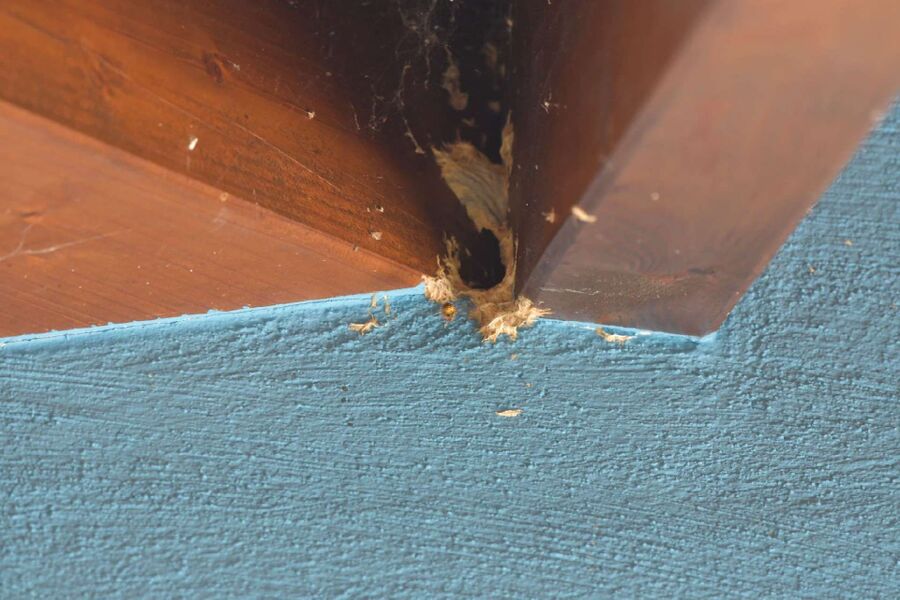 Relocate bees & remove bee nest