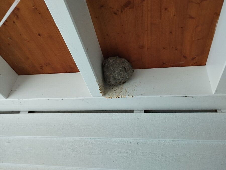 Bee nest at the house remove