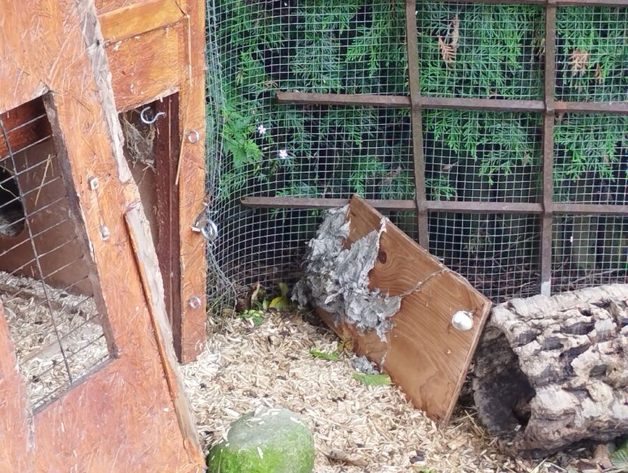 Bee nest at the house remove