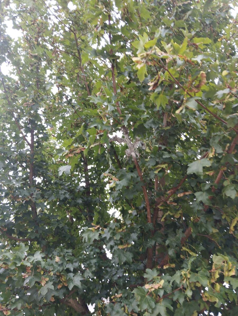 Bee nest at the house remove