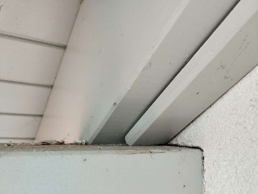 Bee nest at the house remove