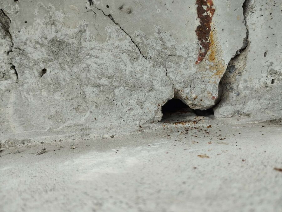 Relocate bees & remove bee nest