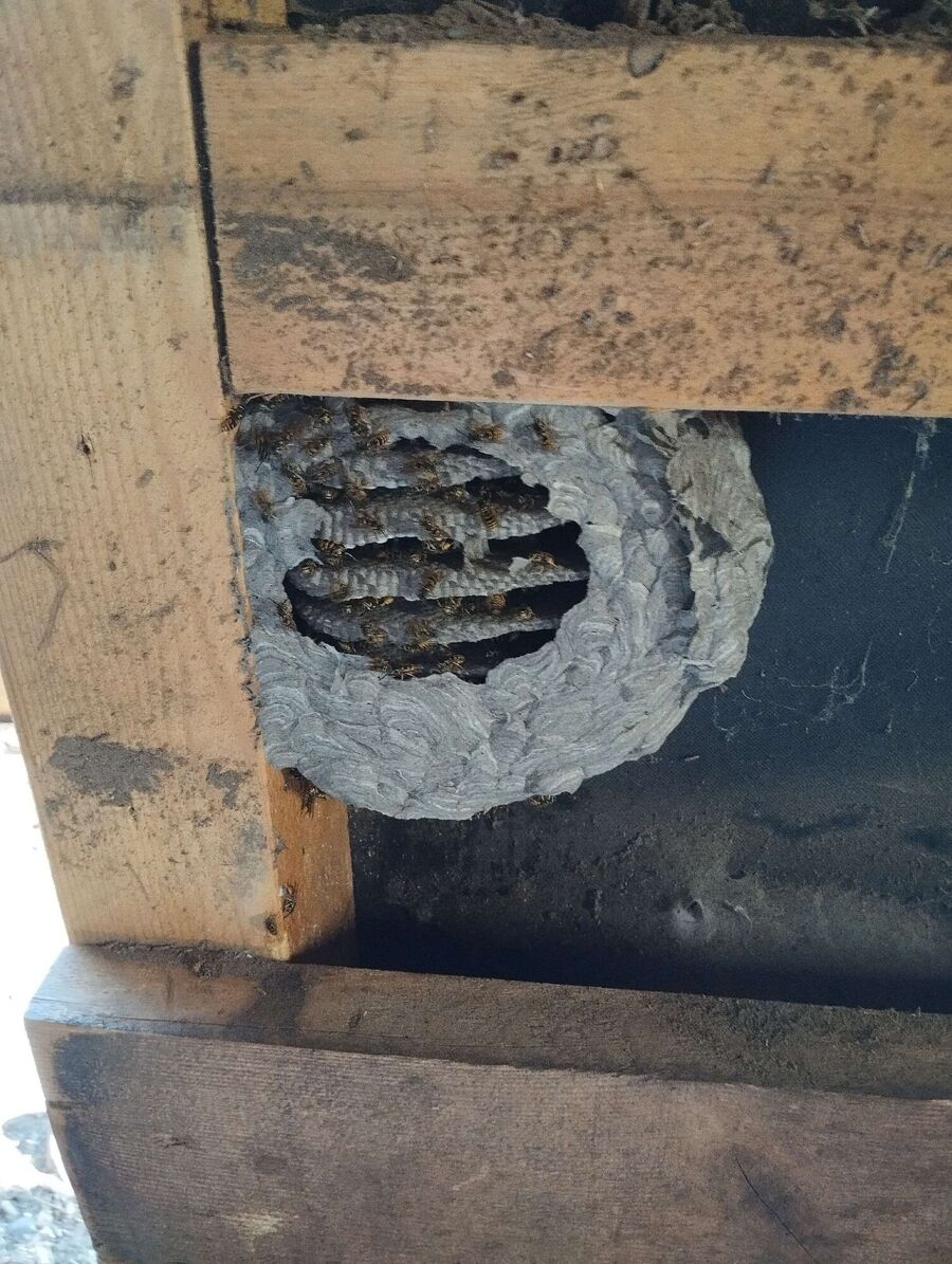 Remove bee nest