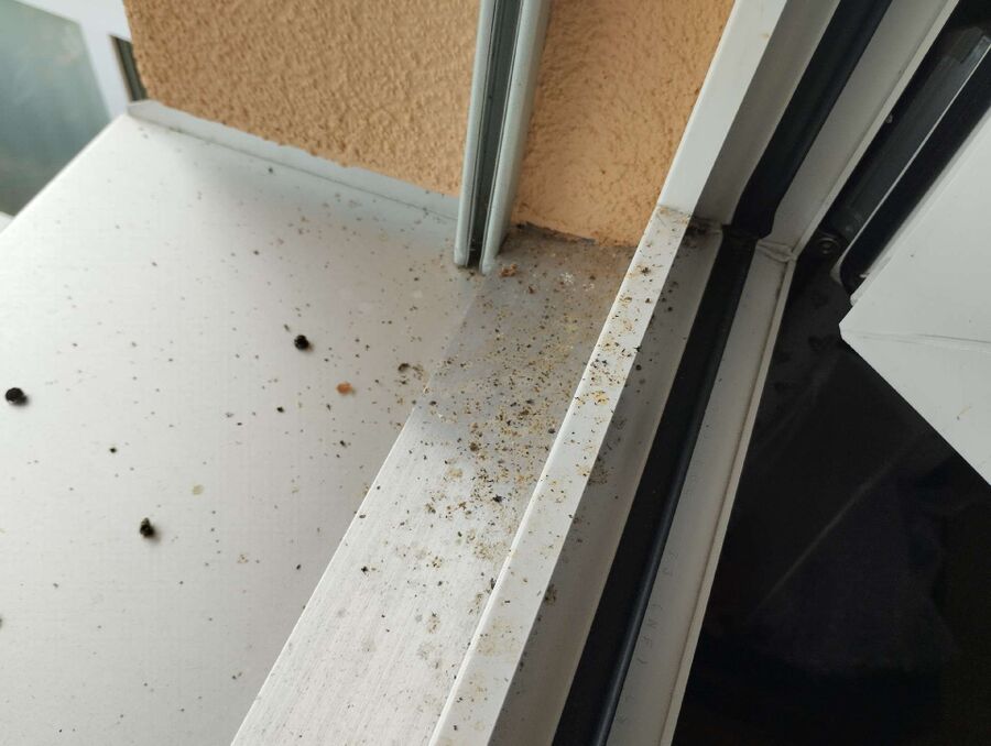 Bee nest at the house remove