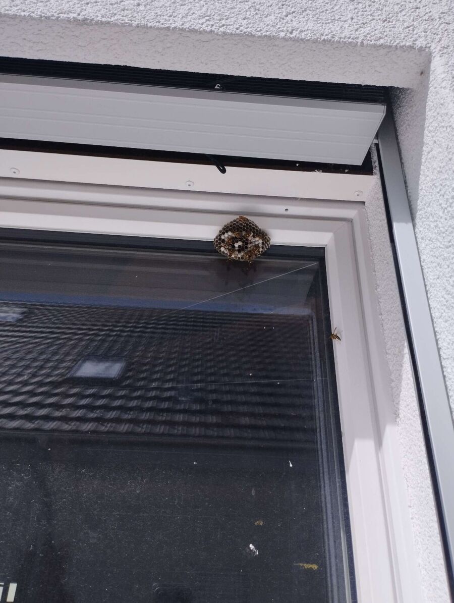 Relocate bees & remove bee nest