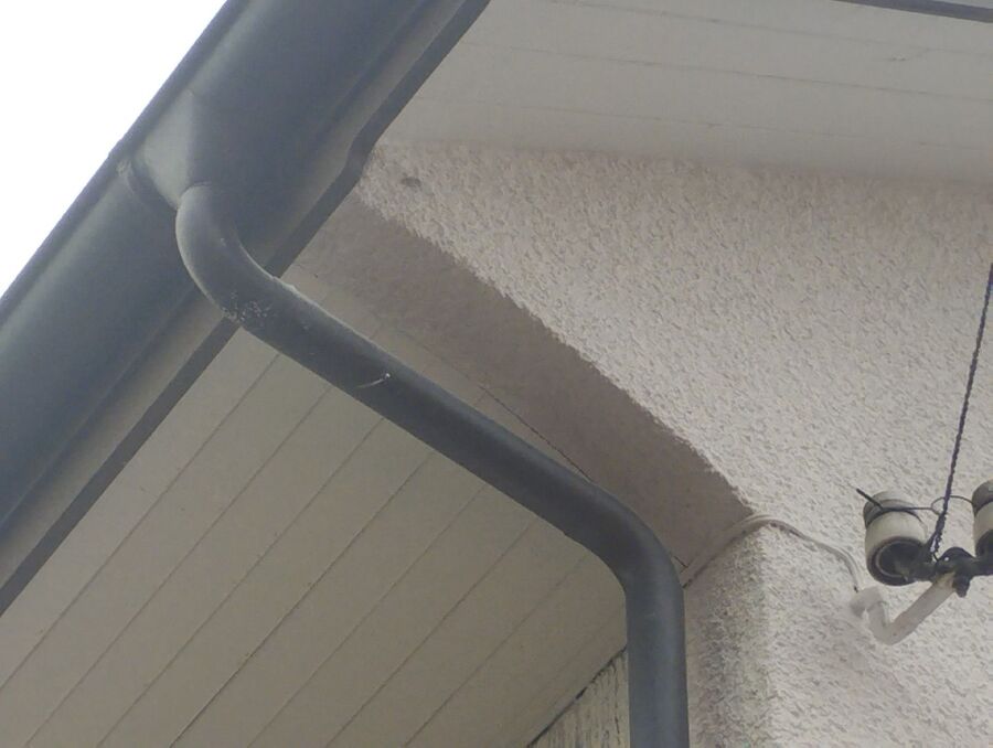 Relocate bees & remove bee nest