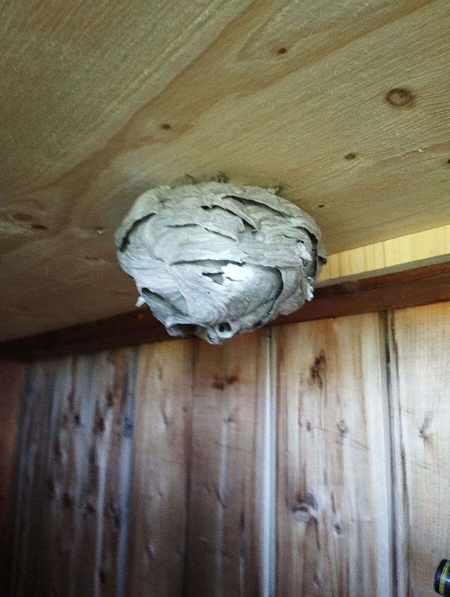 Bee nest at the house remove