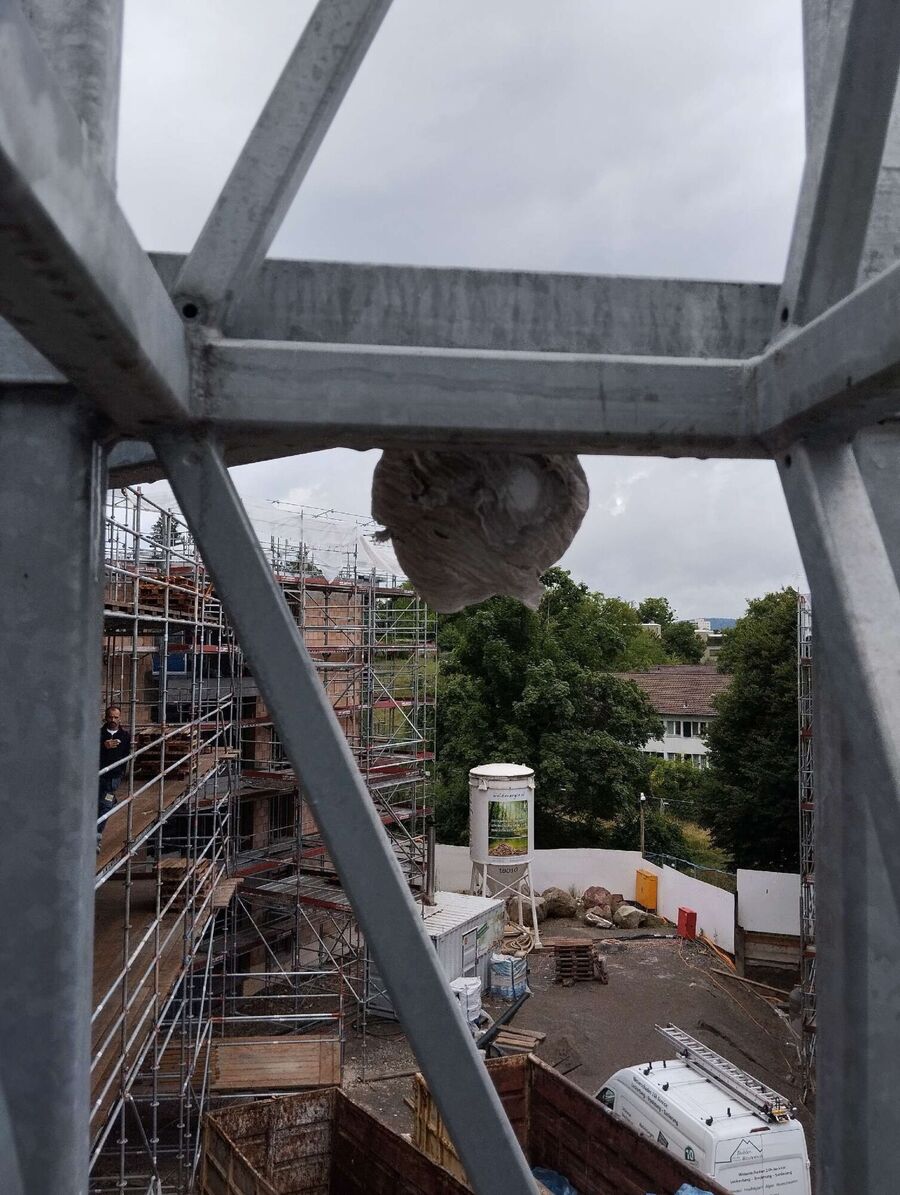 Relocate bees & remove bee nest