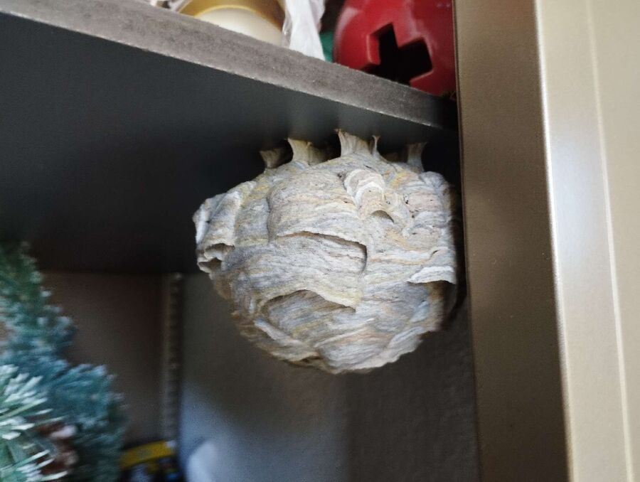 Bee nest at the house remove