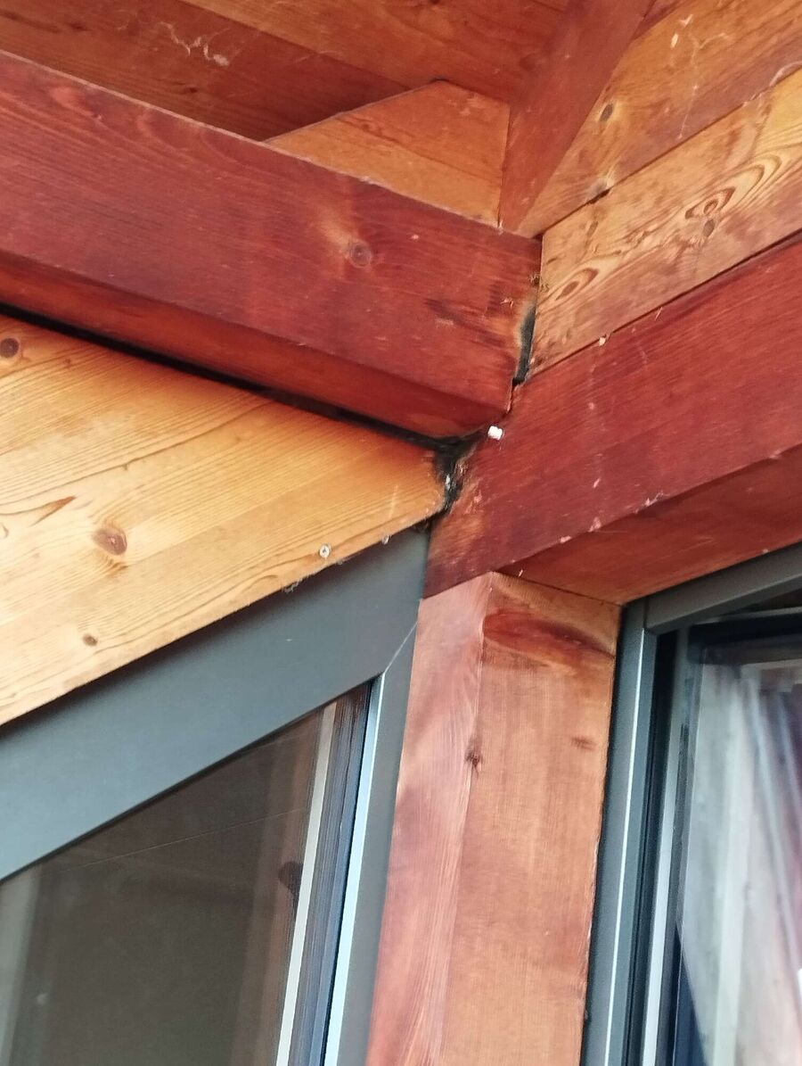 Relocate bees & remove bee nest