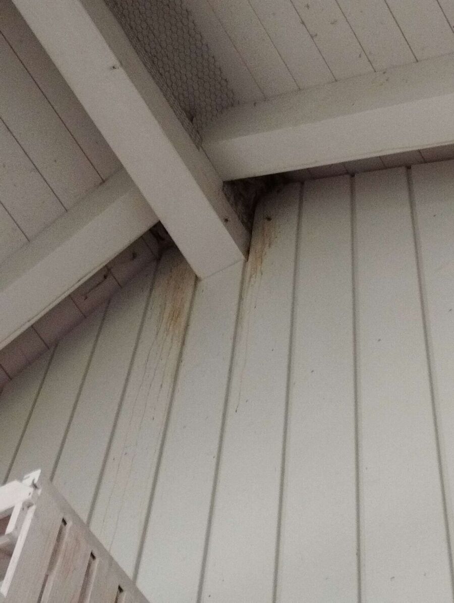 Bee nest at the house remove