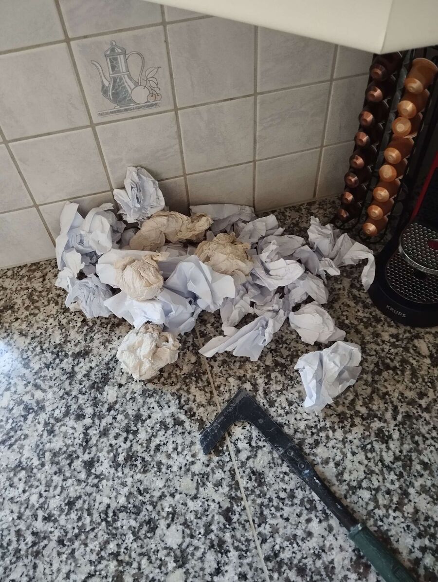 Relocate bees & remove bee nest