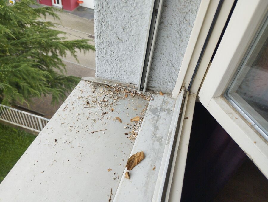 Remove bee nest