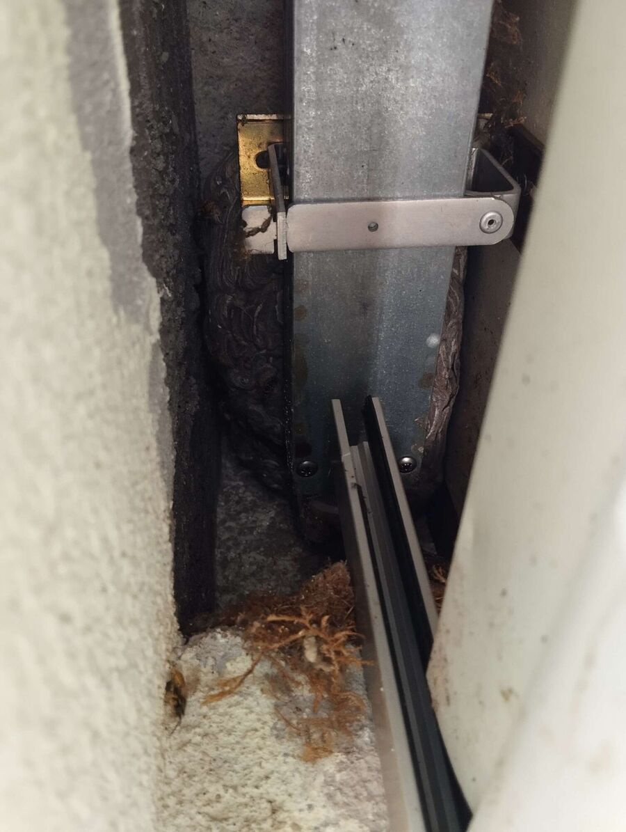 Relocate bees & remove bee nest