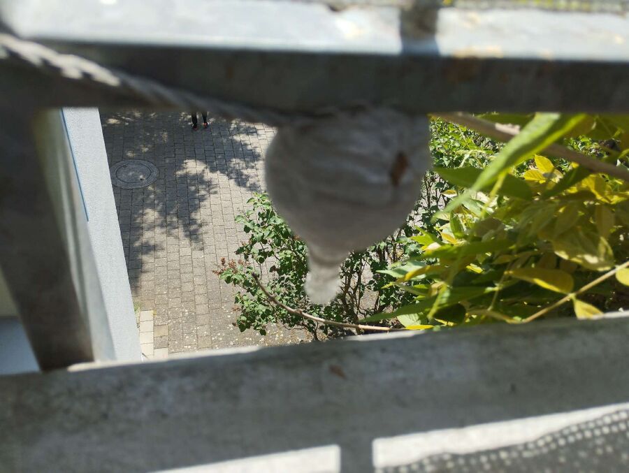 Relocate bees & remove bee nest