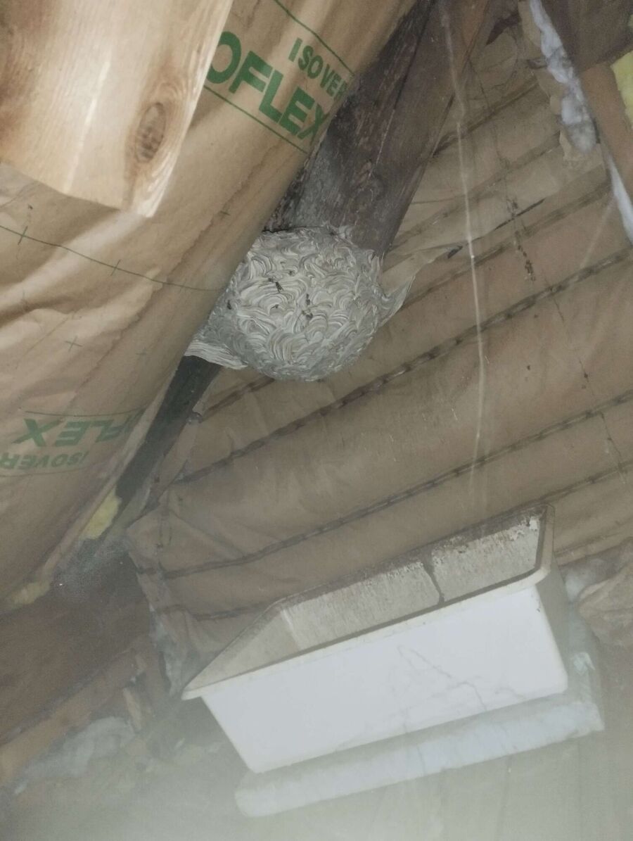 Bee nest at the house remove