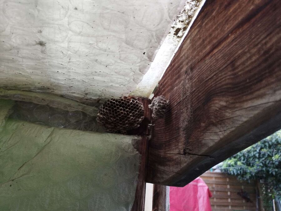 Relocate bees & remove bee nest