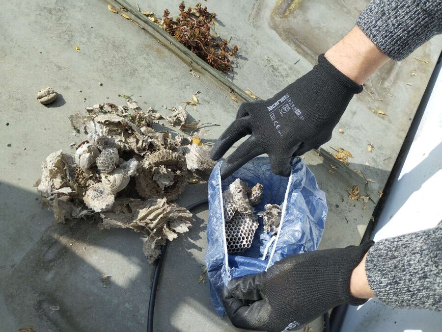 Bee nest at the house remove