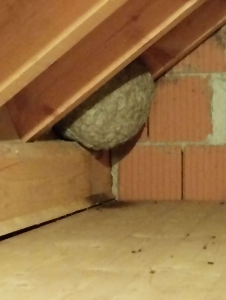 Relocate bees & remove bee nest