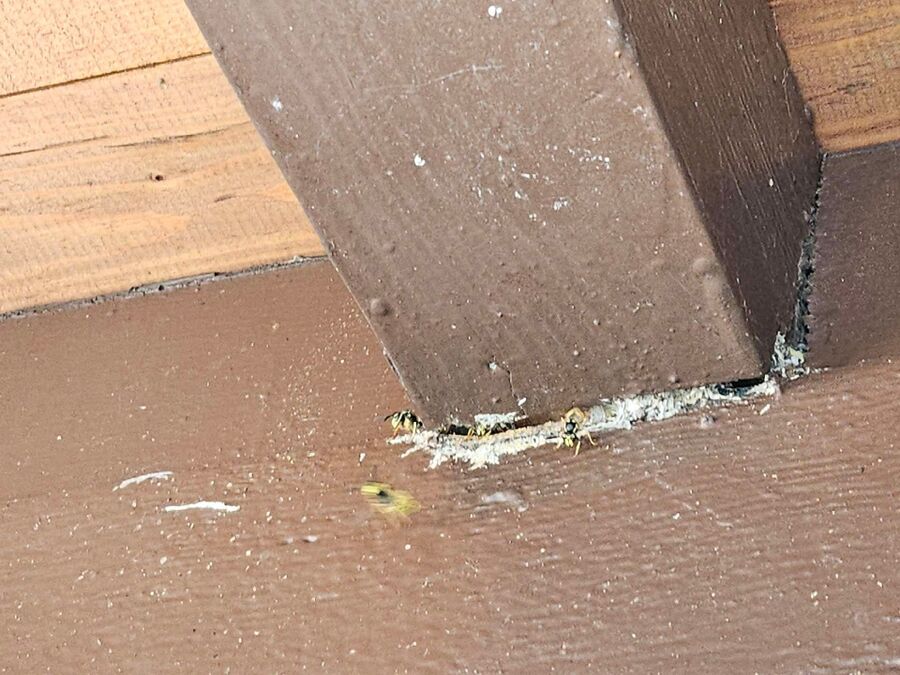 Bee nest at the house remove