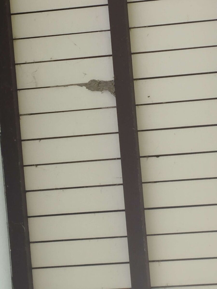 Bee nest at the house remove