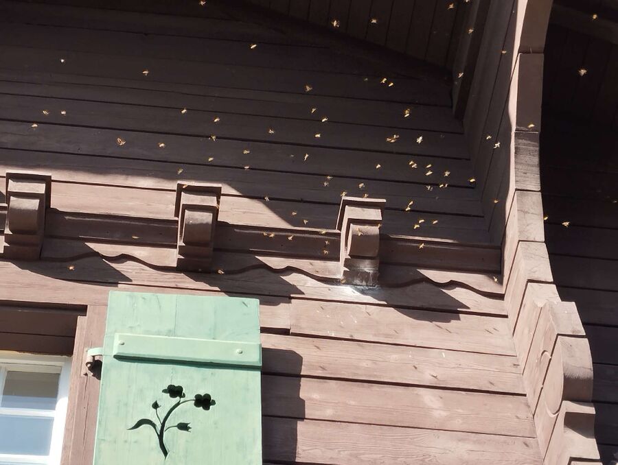 Relocate bees & remove bee nest