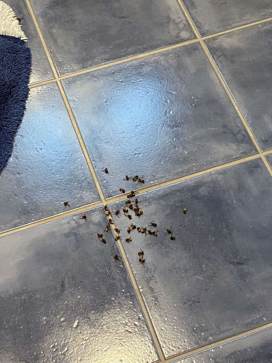 Bee nest at the house remove